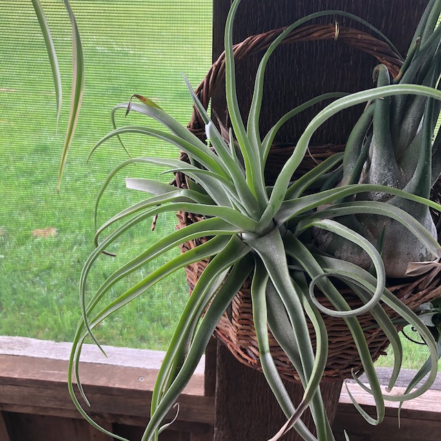 "Tillandsia streptophylla"