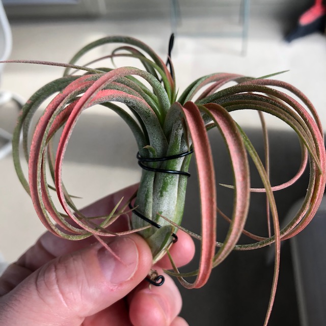 "Tillandsia victoria"