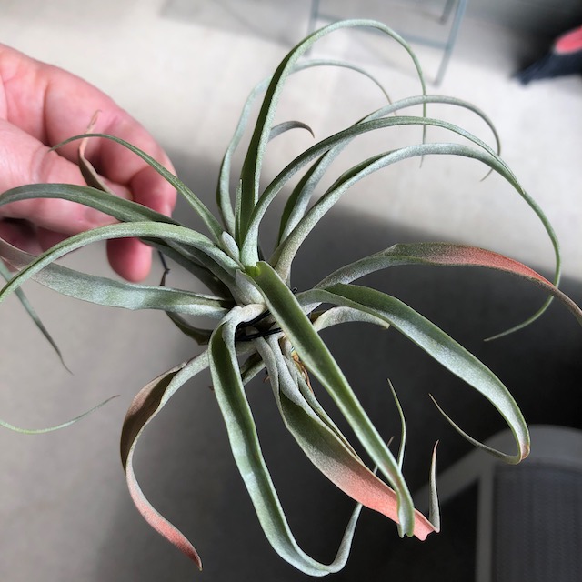 "Tillandsia no id"