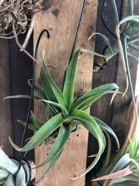 "Tillandsia chiapensis"