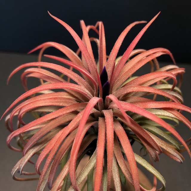 "Tillandsia ionantha"