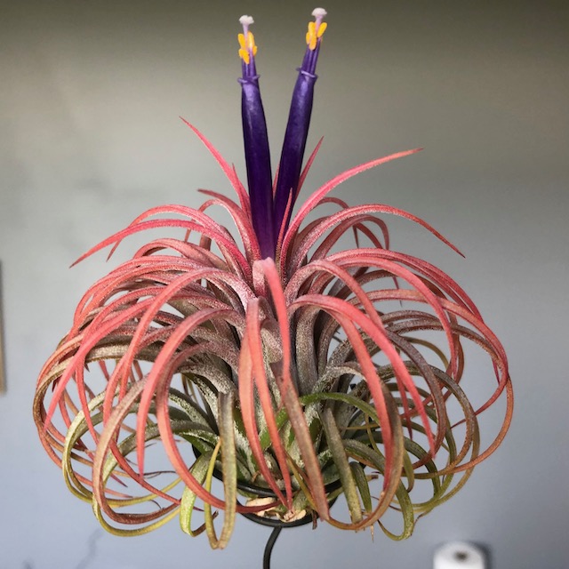 "Tillandsia ionantha"