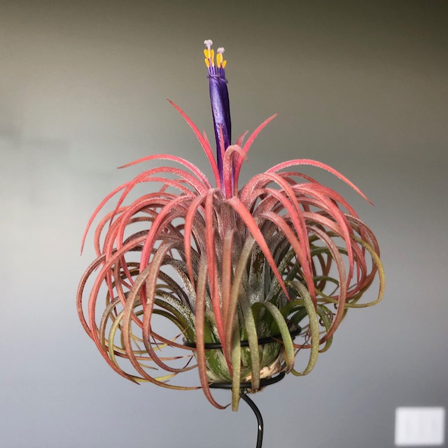 "Tillandsia ionantha"