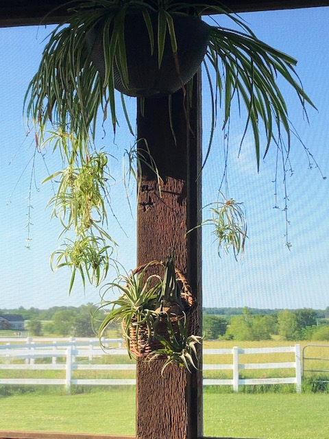 "Tillandsia streptophylla"