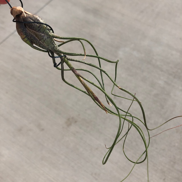 "Tillandsia butzii"