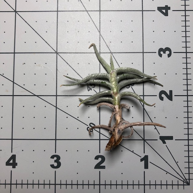 "Tillandsia mandonii"