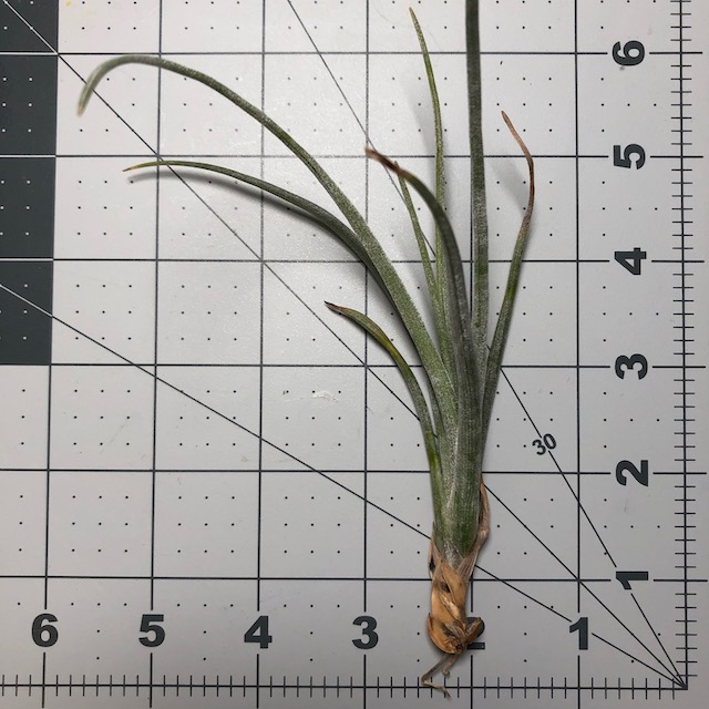 "Tillandsia tehuacana"