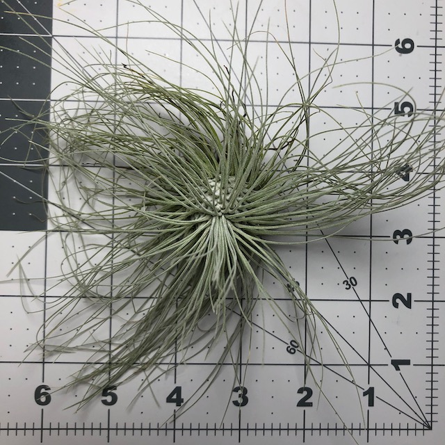 "Tillandsia fuchsii var. gracilis"