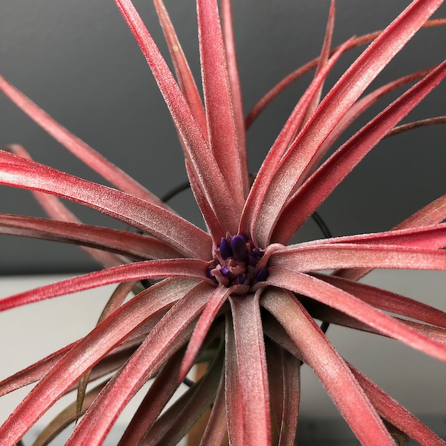 "Tillandsia 'Victoria'"