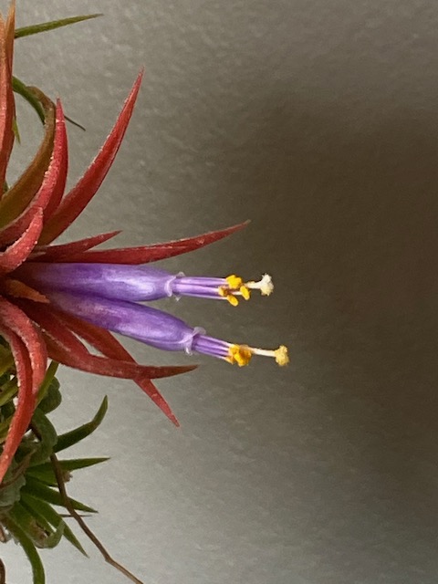 "Tillandsia ionantha"